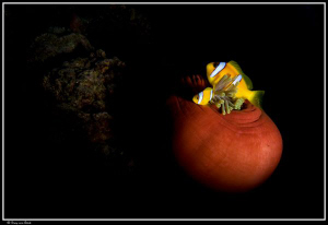Finally a closed anemone with the snoot... by Dray Van Beeck 